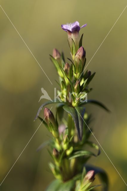 Autumn Gentian (Gentianella amarella)