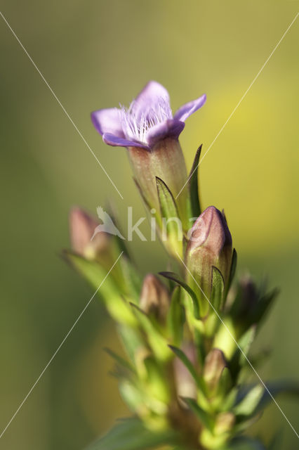 Slanke gentiaan (Gentianella amarella)