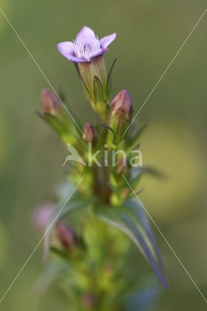 Slanke gentiaan (Gentianella amarella)