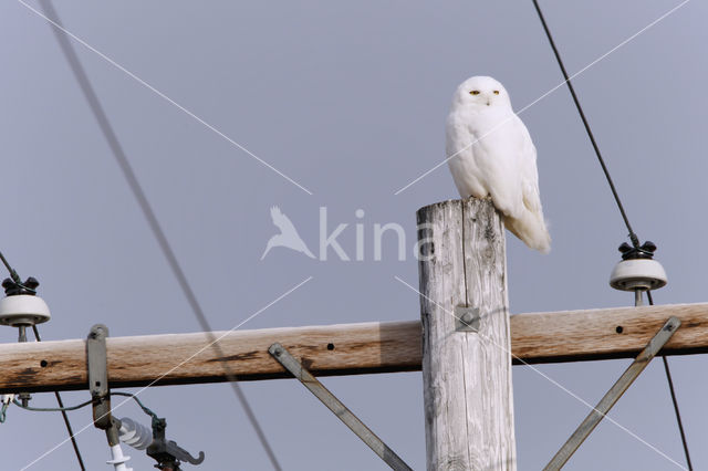 Snowy Owl (Bubo scandiacus)