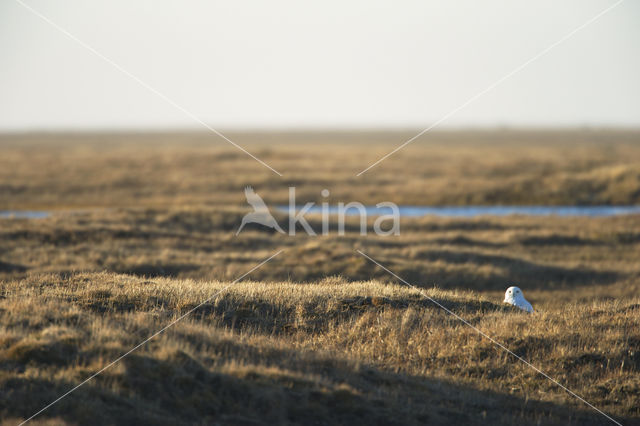 Snowy Owl (Bubo scandiacus)