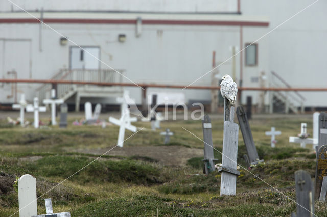 Snowy Owl (Bubo scandiacus)