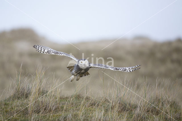 Snowy Owl (Bubo scandiacus)