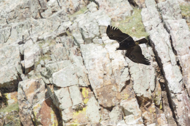 Spaanse Keizerarend (Aquila adalberti)