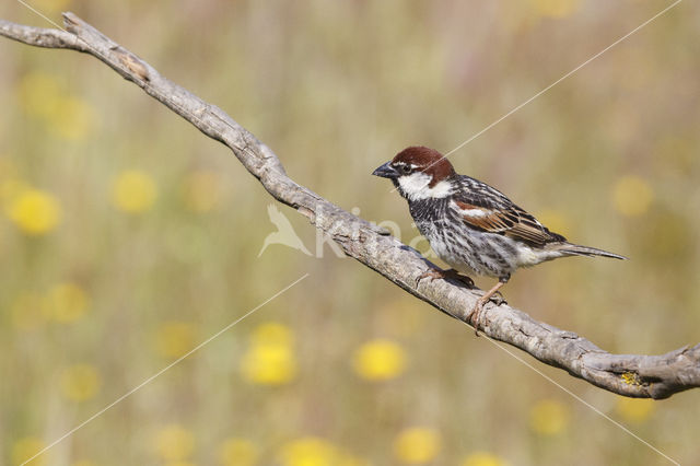 Spanish Sparrow (Passer hispaniolensis)