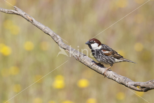 Spanish Sparrow (Passer hispaniolensis)