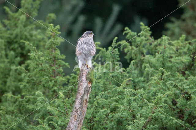 Sparrow Hawk (Accipiter nisus)