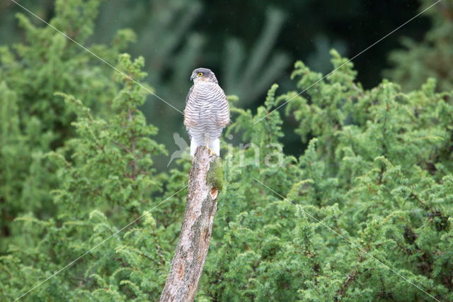 Sperwer (Accipiter nisus)