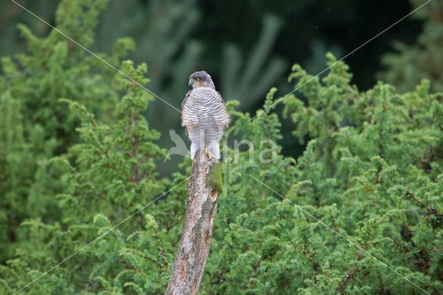 Sparrow Hawk (Accipiter nisus)