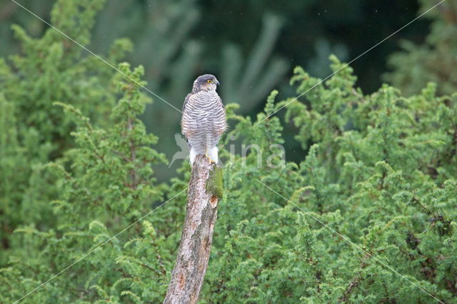 Sparrow Hawk (Accipiter nisus)