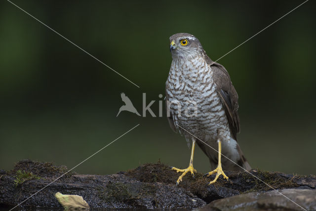 Sperwer (Accipiter nisus)