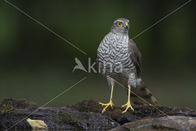 Sperwer (Accipiter nisus)