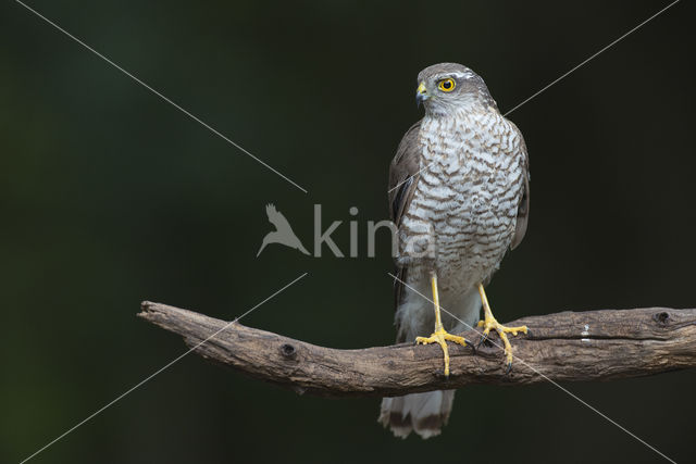 Sperwer (Accipiter nisus)