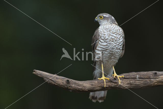 Sperwer (Accipiter nisus)