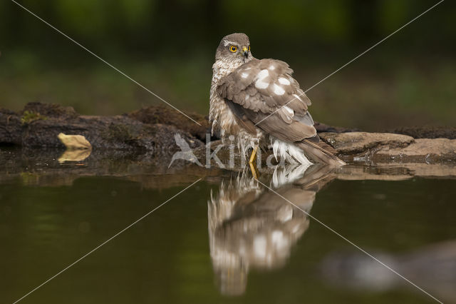 Sperwer (Accipiter nisus)