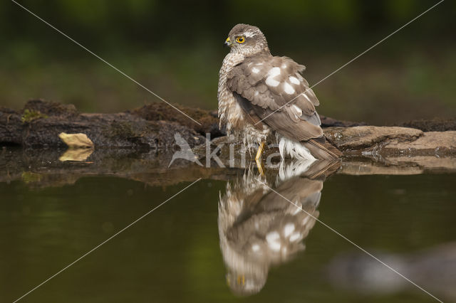 Sperwer (Accipiter nisus)