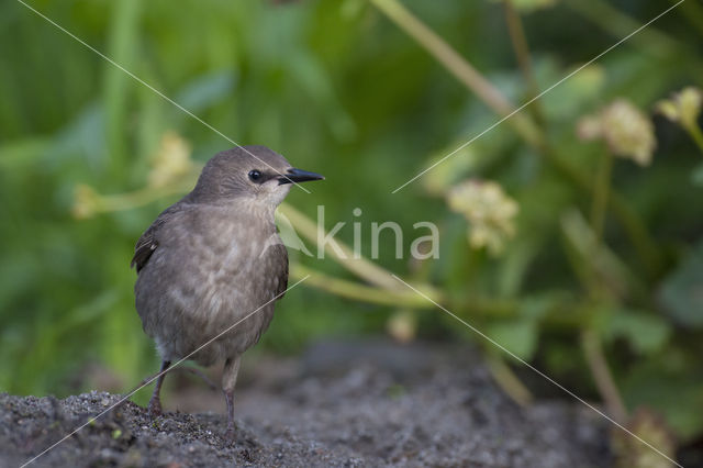 European Starling (Sturnus vulgaris)