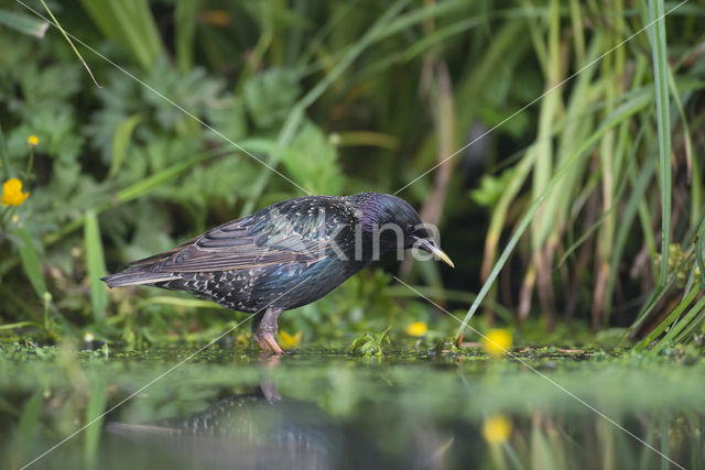 Spreeuw (Sturnus vulgaris)