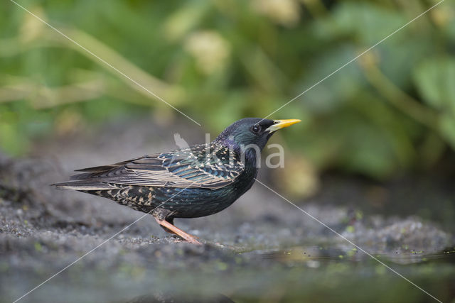 European Starling (Sturnus vulgaris)