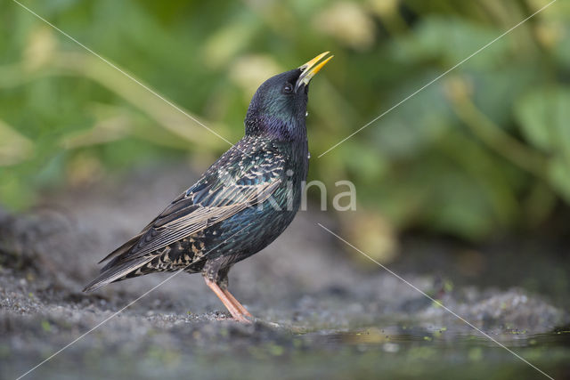 Spreeuw (Sturnus vulgaris)