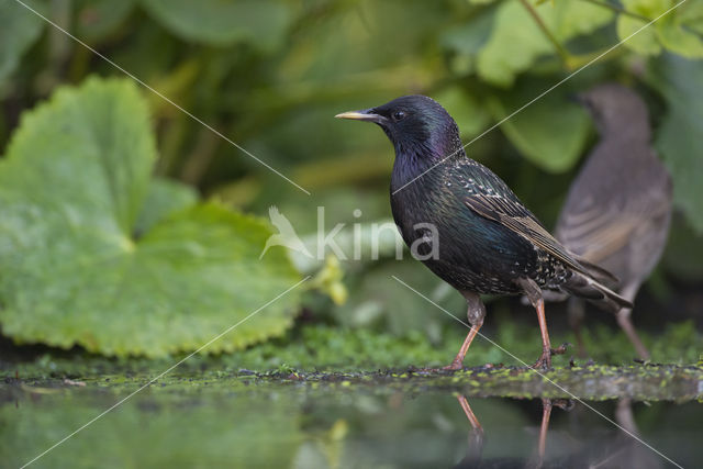 Spreeuw (Sturnus vulgaris)