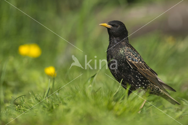 Spreeuw (Sturnus vulgaris)