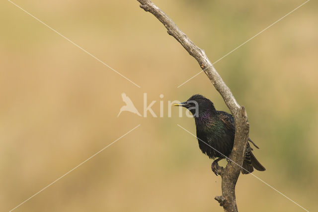 European Starling (Sturnus vulgaris)