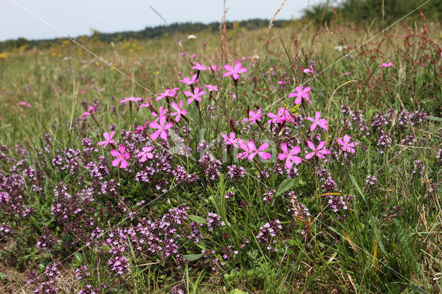 Maiden Pink (Dianthus deltoides)