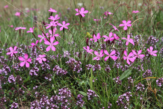 Maiden Pink (Dianthus deltoides)