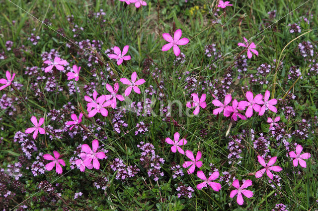 Maiden Pink (Dianthus deltoides)