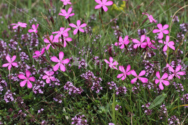 Maiden Pink (Dianthus deltoides)