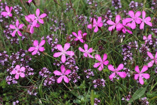 Maiden Pink (Dianthus deltoides)