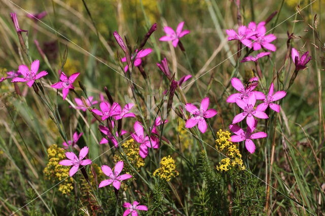 Maiden Pink (Dianthus deltoides)