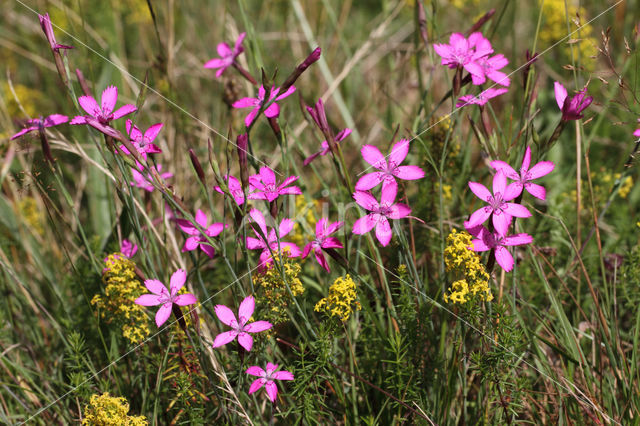 Maiden Pink (Dianthus deltoides)