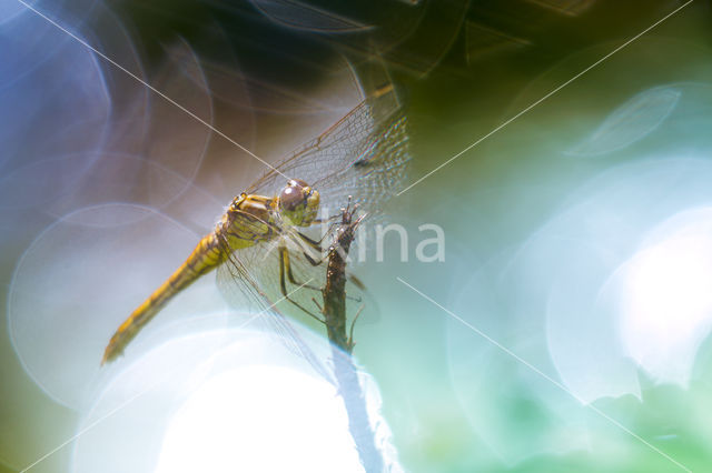 Steenrode heidelibel (Sympetrum vulgatum)