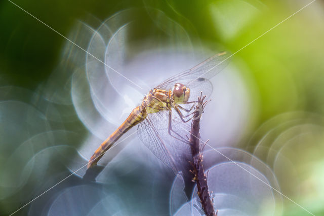 Steenrode heidelibel (Sympetrum vulgatum)