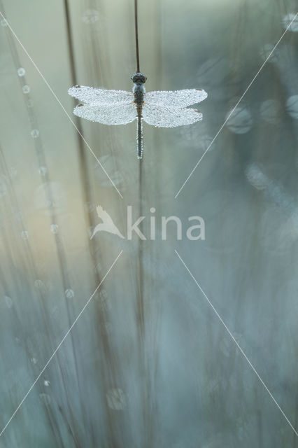 Steenrode heidelibel (Sympetrum vulgatum)