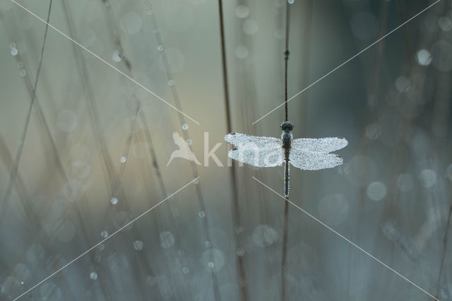 Vagrant Darter (Sympetrum vulgatum)