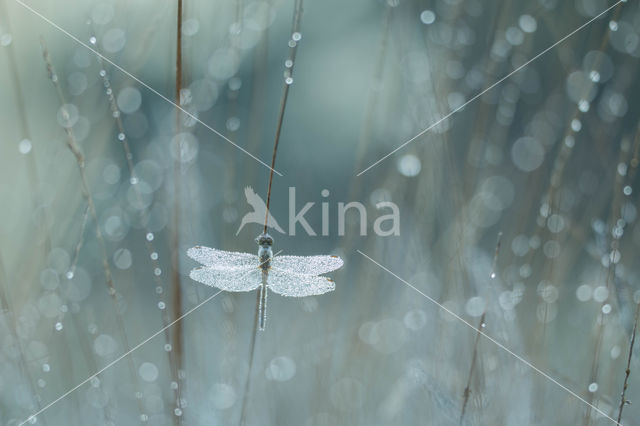 Vagrant Darter (Sympetrum vulgatum)