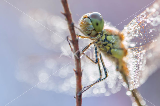 Steenrode heidelibel (Sympetrum vulgatum)