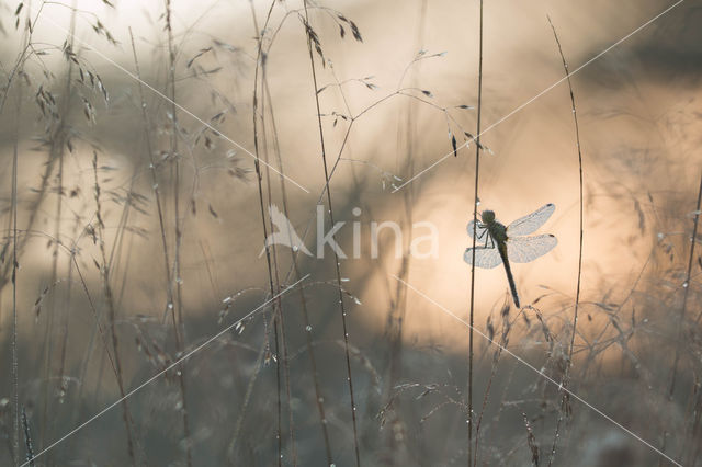 Vagrant Darter (Sympetrum vulgatum)