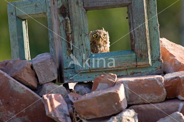 Steenuil (Athene noctua)