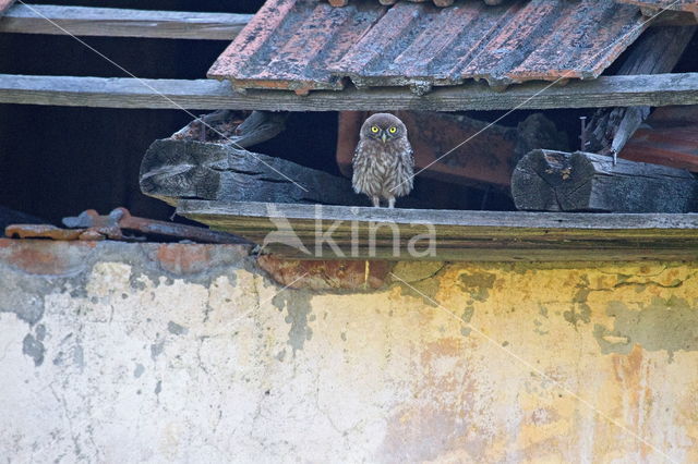 Steenuil (Athene noctua)