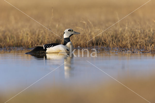 Steller's Eider (Polysticta stelleri)