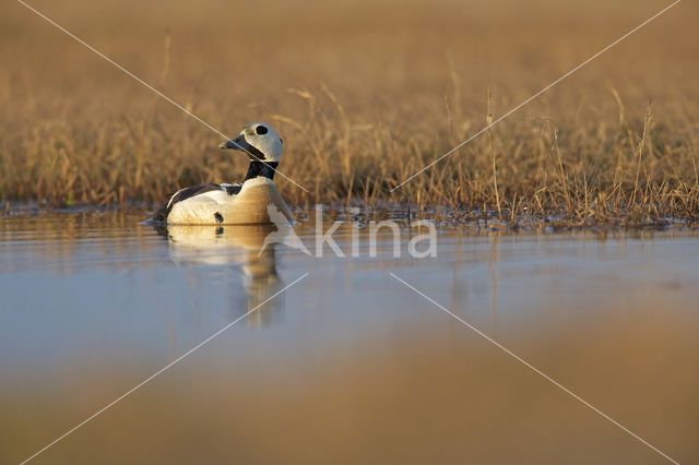 Steller's Eider (Polysticta stelleri)