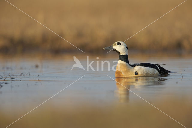 Steller's Eider (Polysticta stelleri)