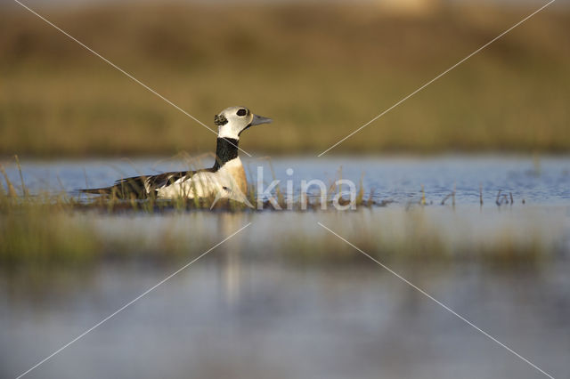 Steller's Eider (Polysticta stelleri)