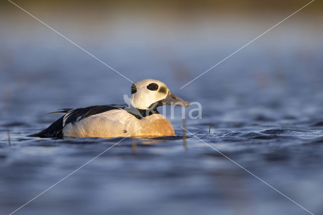 Steller's Eider (Polysticta stelleri)