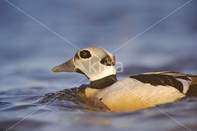 Steller's Eider (Polysticta stelleri)