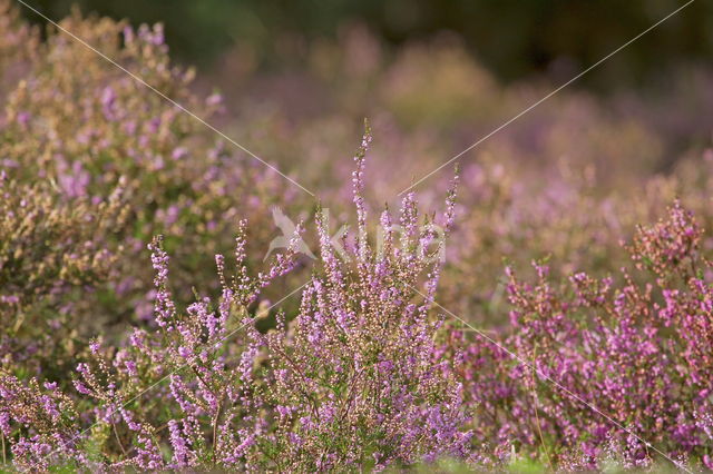 Heather